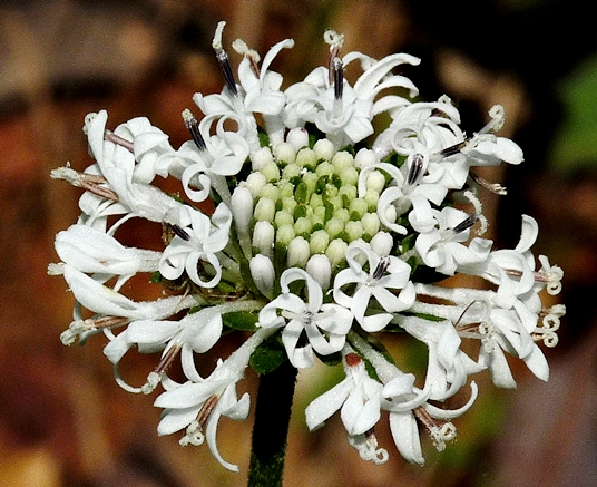 {Marshallia obovata}